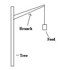 Hanging food from one tree